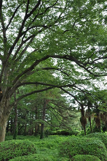 新宿御苑 マジコ 毛替をお待ちの間に癒される