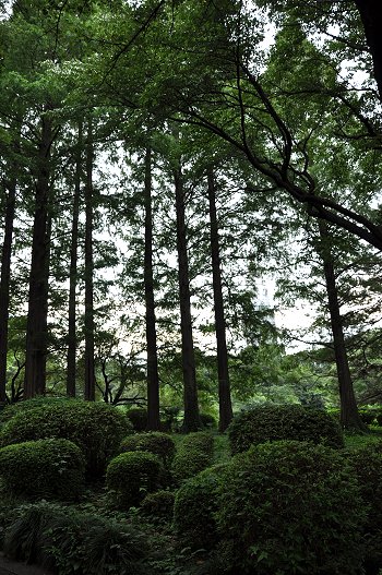 新宿御苑 マジコ 毛替をお待ちの間に癒される