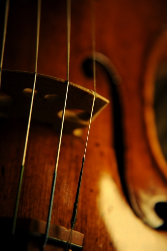 �o�C�I���� �X�g���f�B���@�� �N�����i ����